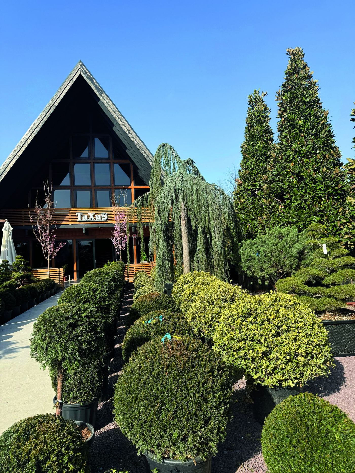Taxus Yalova showroom ve sergi bahçesi