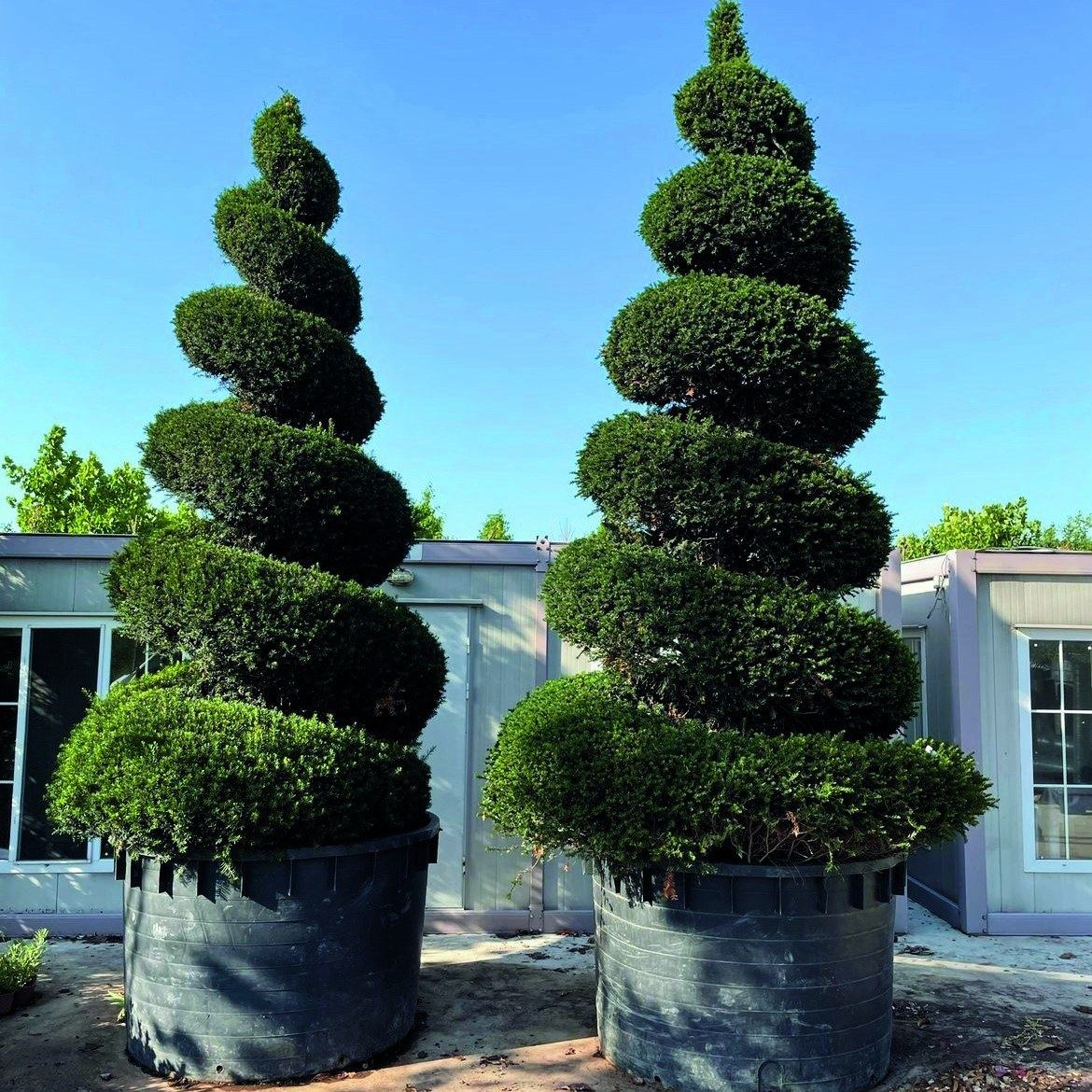 Formlu topiary bitkiler